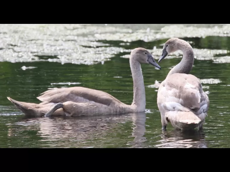 A house sparrow at Hager Pond in Marlborough, photographed by Steve Forman.