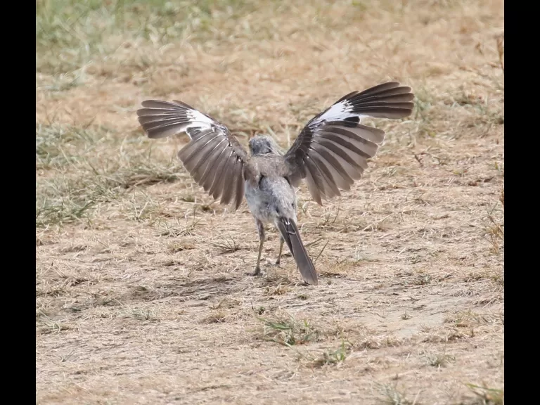 An eastern kingbird at Breakneck Hill Conservation Land in Southborough, photographed by Steve Forman.