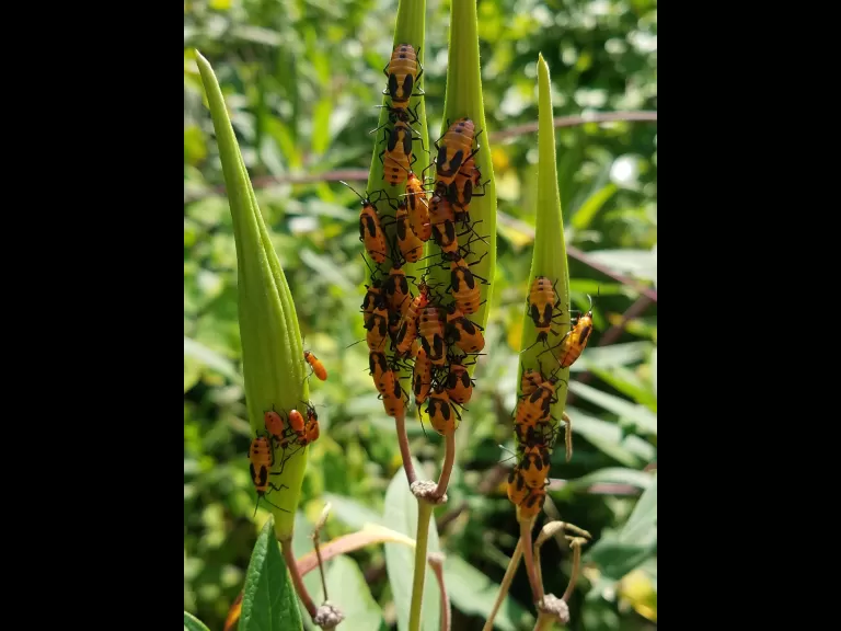 Milkweed bugs in Northborough, photographed by Marnie Frankian.