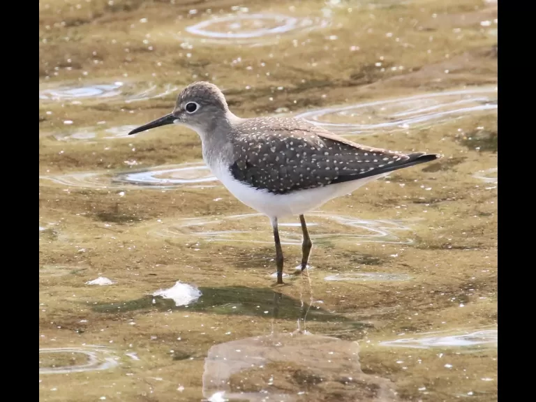 A solitary sandpiper at Hager Pond in Marlborough, photographed by Steve Forman.
