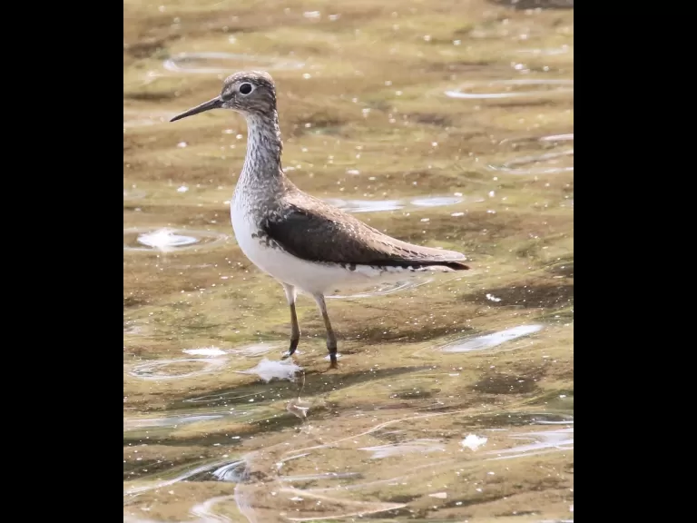 A solitary sandpiper at Hager Pond in Marlborough, photographed by Steve Forman.