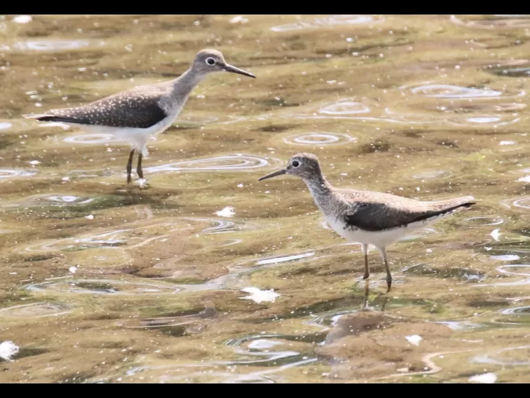 A solitary sandpiper at Hager Pond in Marlborough, photographed by Steve Forman.