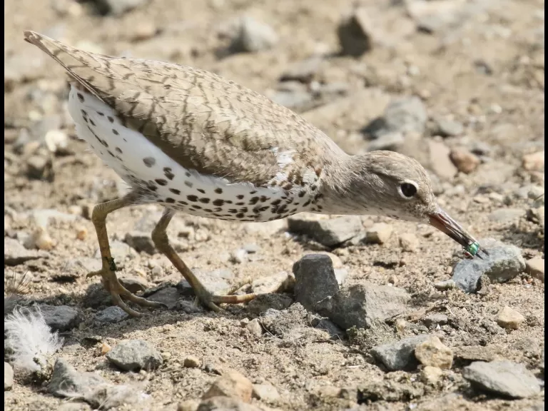 A solitary sandpiper at Hager Pond in Marlborough, photographed by Steve Forman.