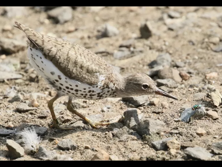 A solitary sandpiper at Hager Pond in Marlborough, photographed by Steve Forman.