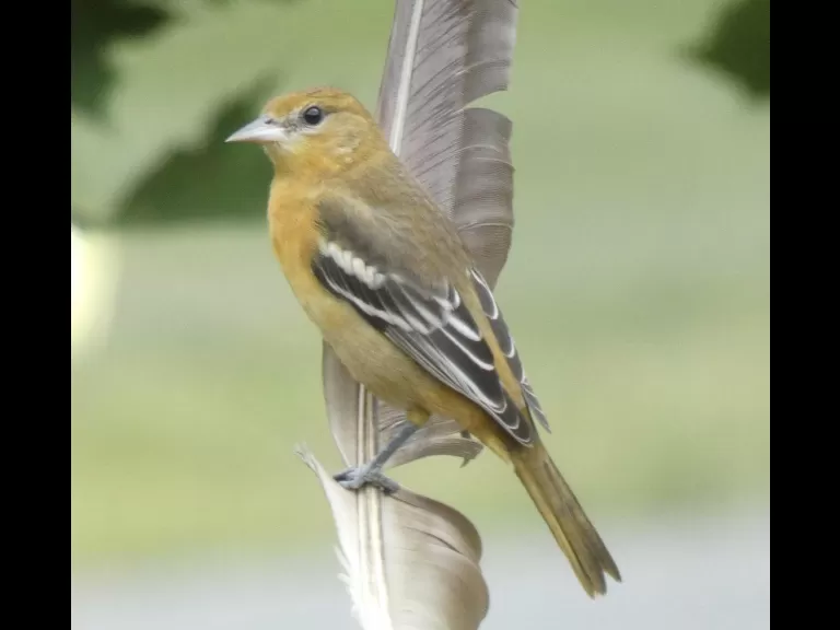 A Baltimore oriole in Sudbury, photographed by Sharon Tentarelli.