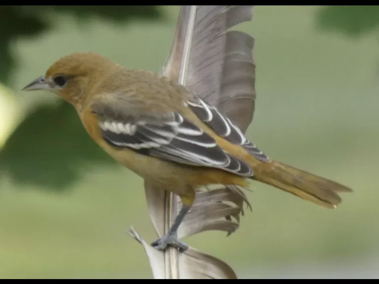 A Baltimore oriole in Sudbury, photographed by Sharon Tentarelli.