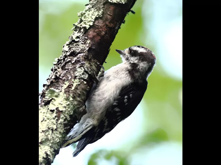 An eastern kingbird at Assabet River National Wildlife Refuge in Sudbury, photographed by Dan Trippe.