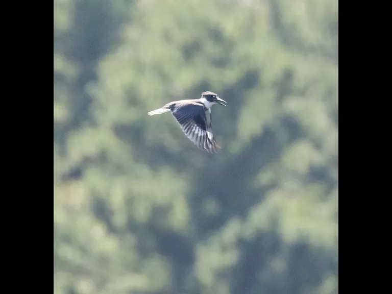 A belted kingfisher at Hager Pond in Marlborough, photographed by Steve Forman.
