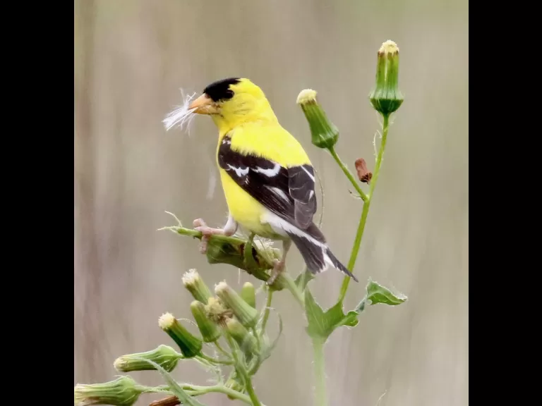 An American goldfinch at Breakneck Hill Conservation Land in Southborough, photographed by Steve Forman.