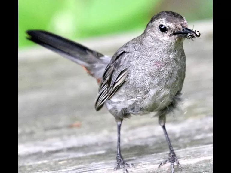 An American goldfinch at Breakneck Hill Conservation Land in Southborough, photographed by Steve Forman.
