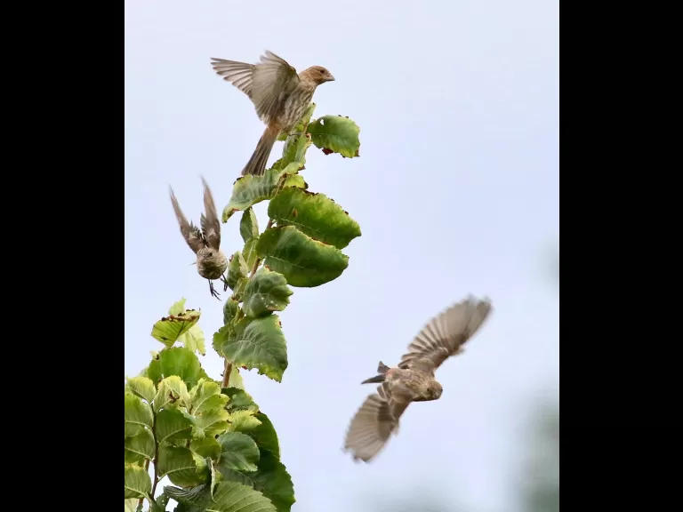 An American goldfinch at Breakneck Hill Conservation Land in Southborough, photographed by Steve Forman.