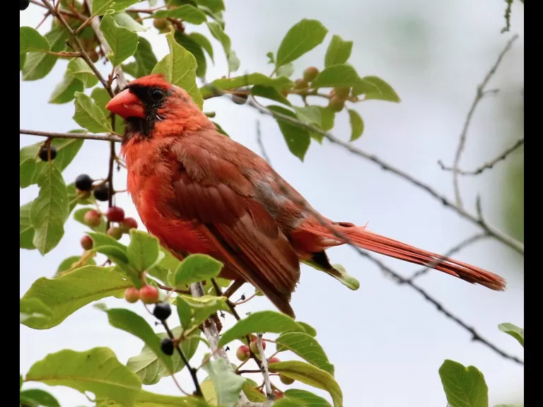 An American goldfinch at Breakneck Hill Conservation Land in Southborough, photographed by Steve Forman.