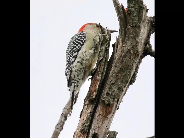 An American goldfinch at Breakneck Hill Conservation Land in Southborough, photographed by Steve Forman.