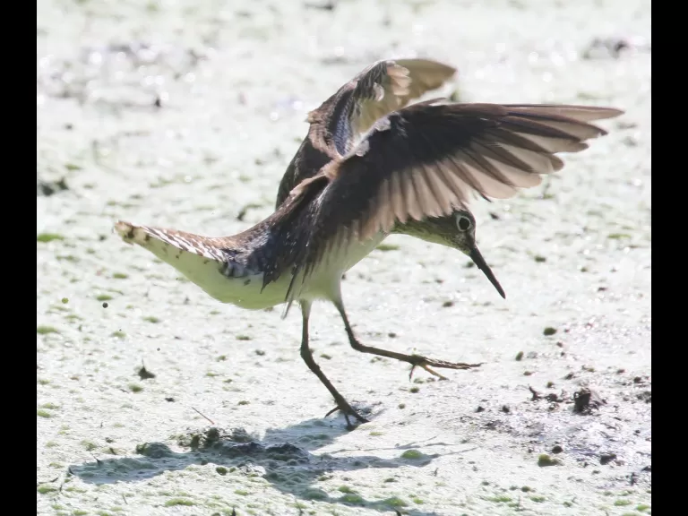 A solitary sandpiper at Grist Mill Pond in Sudbury, photographed by Steve Forman.