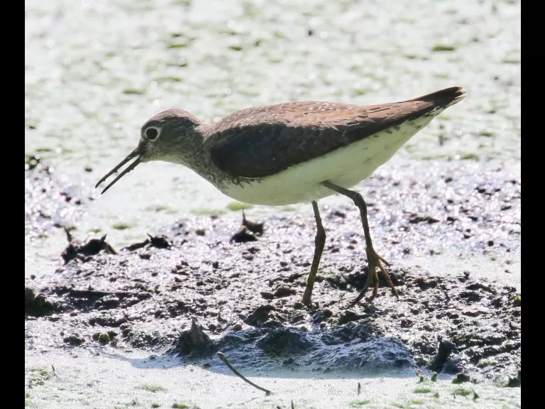 A solitary sandpiper at Grist Mill Pond in Sudbury, photographed by Steve Forman.