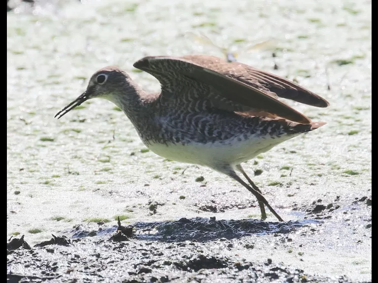 A solitary sandpiper at Grist Mill Pond in Sudbury, photographed by Steve Forman.