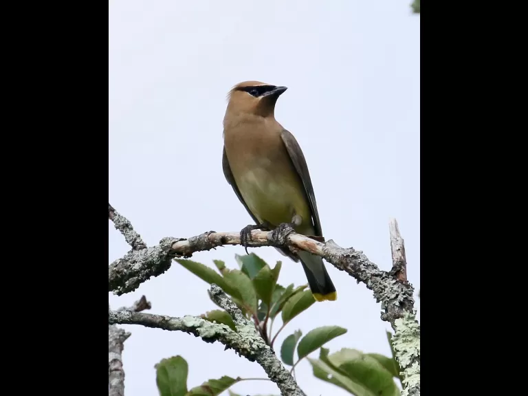 An American goldfinch at Breakneck Hill Conservation Land in Southborough, photographed by Steve Forman.