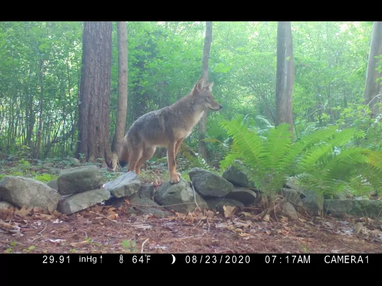 White-tailed deer in Framingham, photographed with an automatically triggered wildlife camera by Margaret McKane.