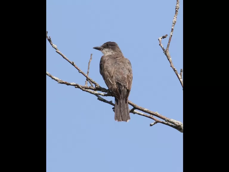 An American goldfinch at Breakneck Hill Conservation Land in Southborough, photographed by Steve Forman.