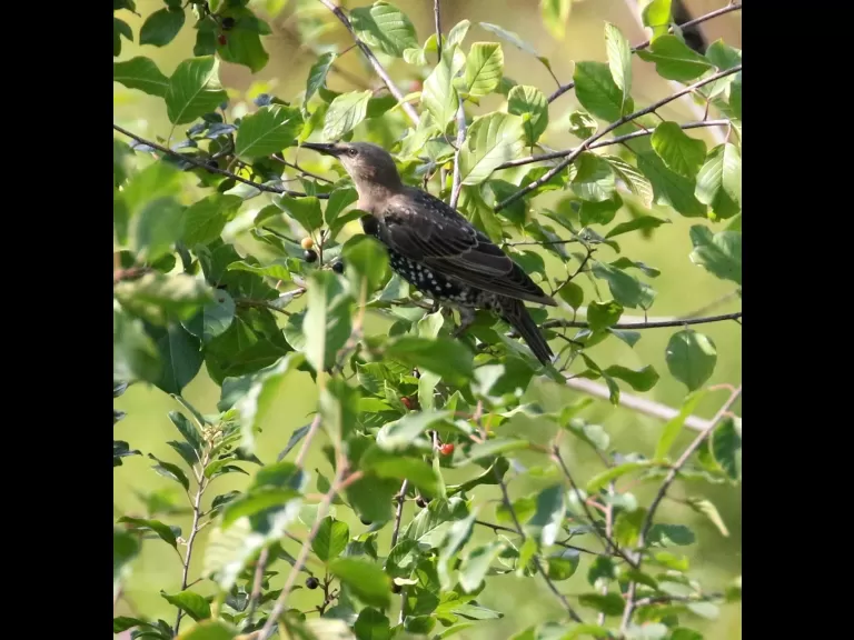 An American goldfinch at Breakneck Hill Conservation Land in Southborough, photographed by Steve Forman.