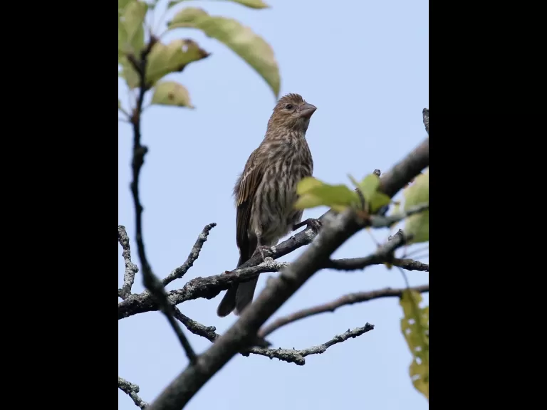 An American goldfinch at Breakneck Hill Conservation Land in Southborough, photographed by Steve Forman.