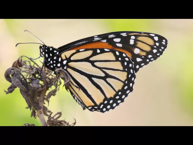 An American goldfinch at Breakneck Hill Conservation Land in Southborough, photographed by Steve Forman.