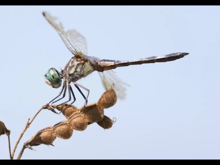 An American bullfrog at Great Meadows National Wildlife Refuge in Concord, photographed by Steve Forman.