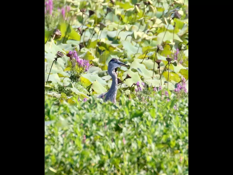 An American bullfrog at Great Meadows National Wildlife Refuge in Concord, photographed by Steve Forman.
