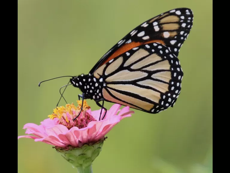 A monarch butterfly at Breakneck Hill Conservation Land in Southborough, photographed by Steve Forman.