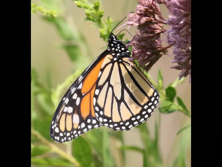 A monarch butterfly at Breakneck Hill Conservation Land in Southborough, photographed by Steve Forman.