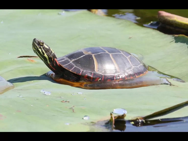 An American bullfrog at Great Meadows National Wildlife Refuge in Concord, photographed by Steve Forman.
