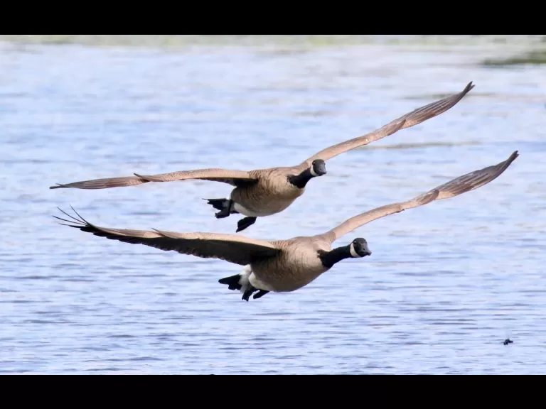 Canada geese at Hager Pond in Marlborough, photographed by Steve Forman.