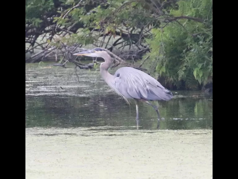 Canada geese at Hager Pond in Marlborough, photographed by Steve Forman.