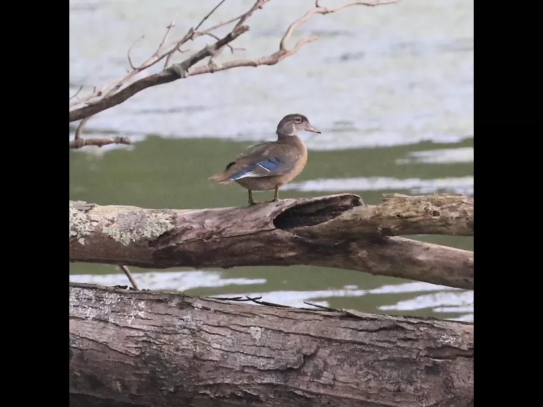 Canada geese at Hager Pond in Marlborough, photographed by Steve Forman.