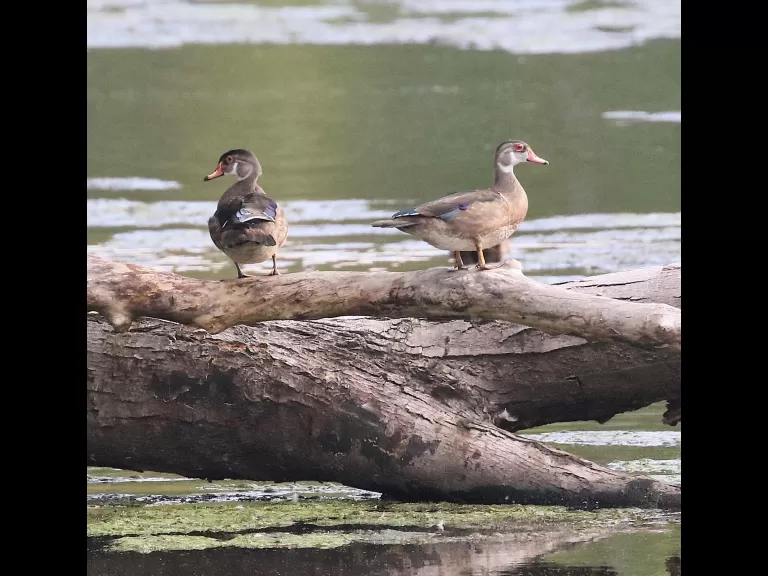 Canada geese at Hager Pond in Marlborough, photographed by Steve Forman.
