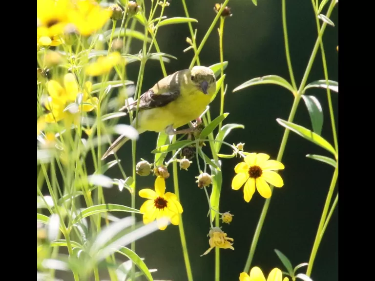 An American goldfinch at Breakneck Hill Conservation Land in Southborough, photographed by Steve Forman.