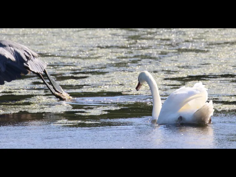 A great blue heron at Hager Pond in Marlborough, photographed by Steve Forman.