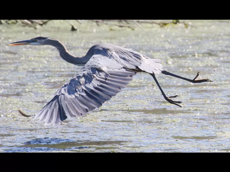 A great blue heron at Hager Pond in Marlborough, photographed by Steve Forman.
