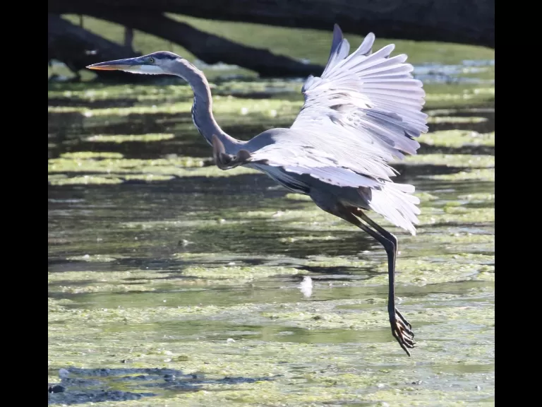 A great blue heron at Hager Pond in Marlborough, photographed by Steve Forman.
