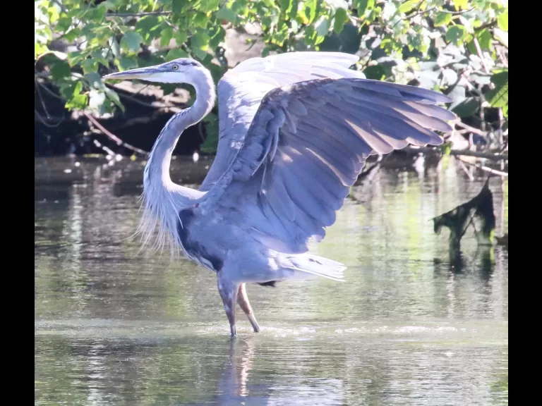 A great blue heron at Hager Pond in Marlborough, photographed by Steve Forman.
