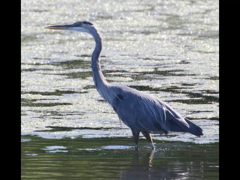 A great blue heron at Hager Pond in Marlborough, photographed by Steve Forman.