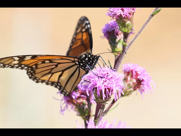 An American goldfinch at Breakneck Hill Conservation Land in Southborough, photographed by Steve Forman.