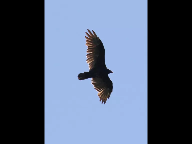 An American goldfinch at Breakneck Hill Conservation Land in Southborough, photographed by Steve Forman.