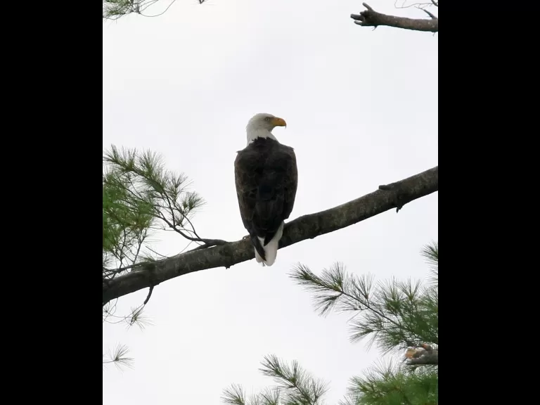 A bald eagle at Foss Reservoir in Framingham, photographed by Steve Forman.