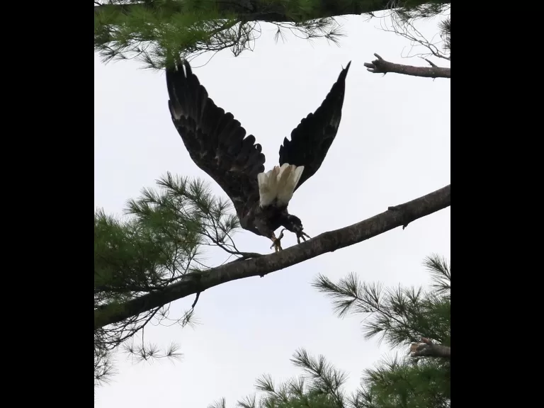 A bald eagle at Foss Reservoir in Framingham, photographed by Steve Forman.