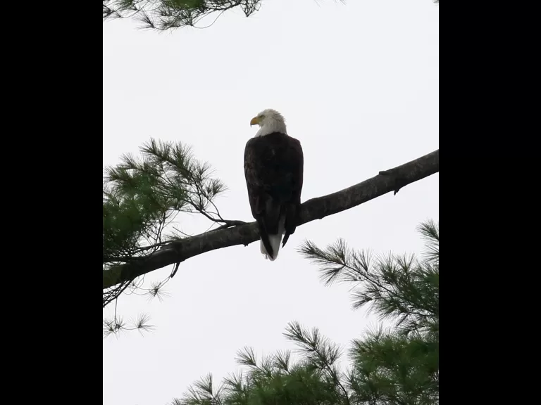 A bald eagle at Foss Reservoir in Framingham, photographed by Steve Forman.