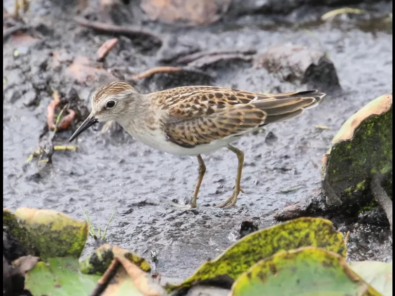 A great blue heron at Farm Pond in Framingham, photographed by Steve Forman.