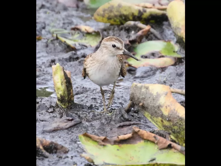 A great blue heron at Farm Pond in Framingham, photographed by Steve Forman.