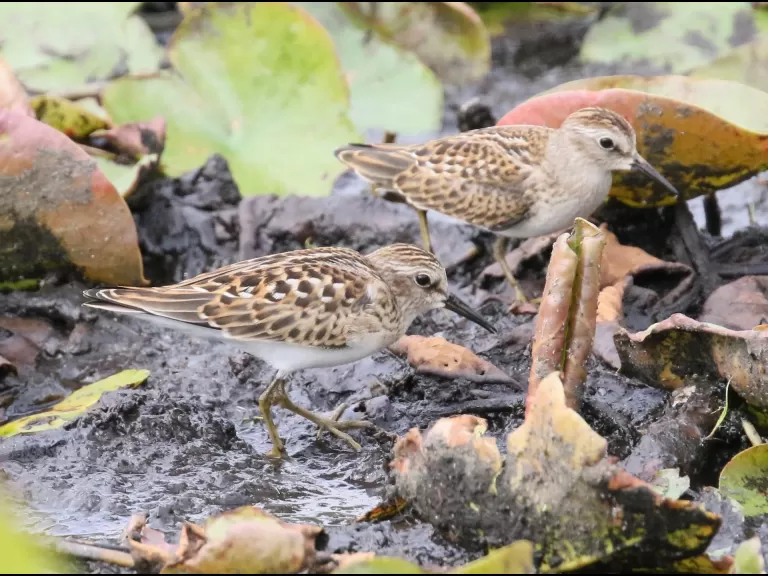 A great blue heron at Farm Pond in Framingham, photographed by Steve Forman.