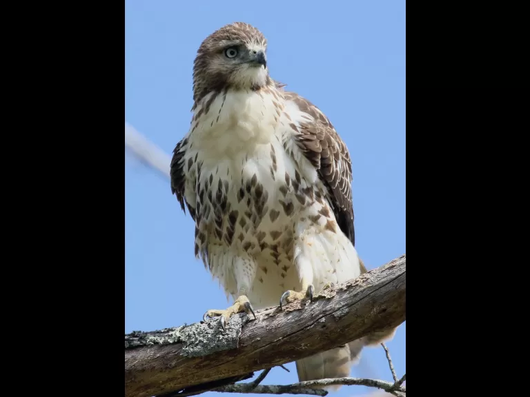 A red-tailed hawk at Breakneck Hill Conservation Land in Southborough, photographed by Steve Forman.